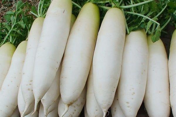 蘿卜不能與什么同吃 蘿卜相克的食物有哪些