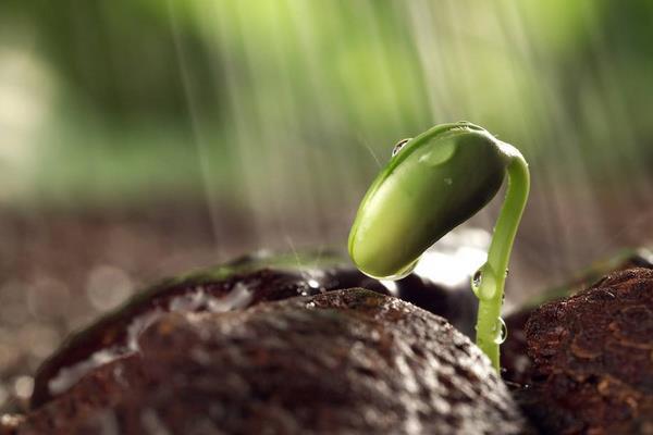 綠豆芽發芽了還能吃嗎 綠豆芽有毒嗎