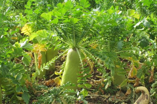 蘿卜科學種植技術 蘿卜怎么種植