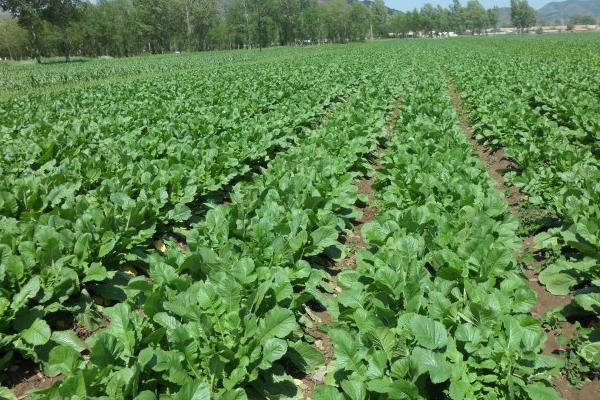 蘿卜科學(xué)種植技術(shù) 蘿卜怎么種植