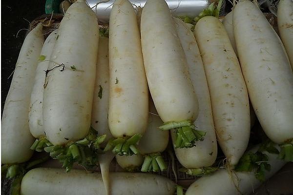 蘿卜科學(xué)種植技術(shù) 蘿卜怎么種植