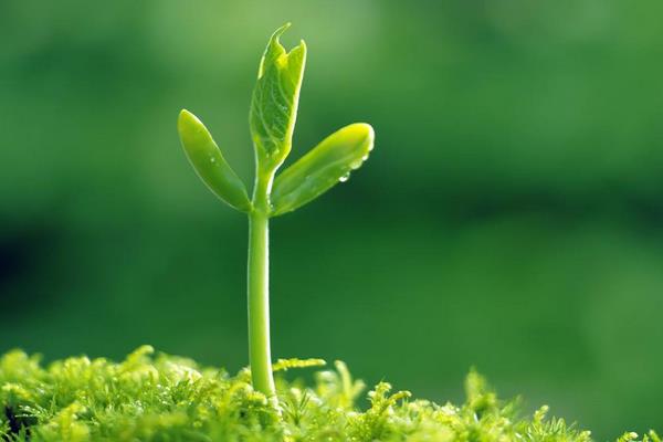 綠豆芽孕婦能吃嗎 綠豆芽食用禁忌