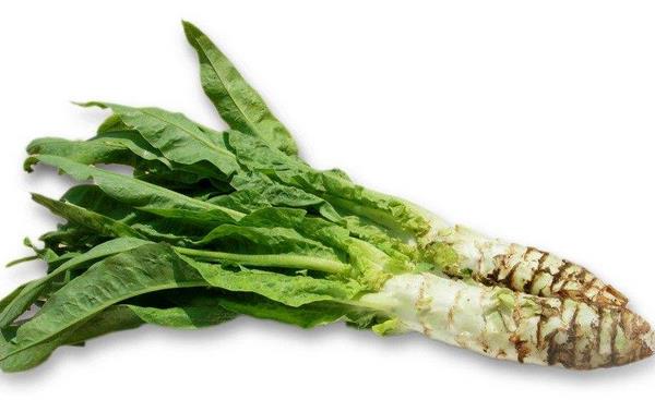 萵筍市場價格多少錢一斤