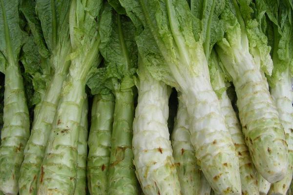 萵苣和萵筍的區別是什么