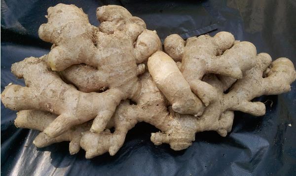 生姜市場價格多少錢一斤