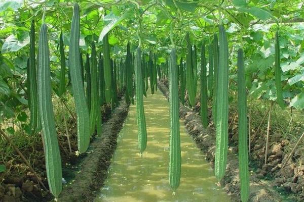 絲瓜的科學(xué)種植技術(shù) 絲瓜怎么種