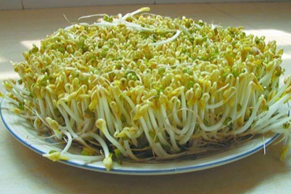 綠豆芽圖片大全 綠豆芽簡介