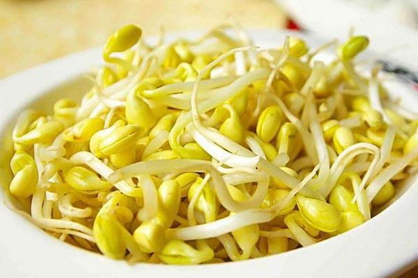 黃豆芽圖片大全 黃豆芽簡介