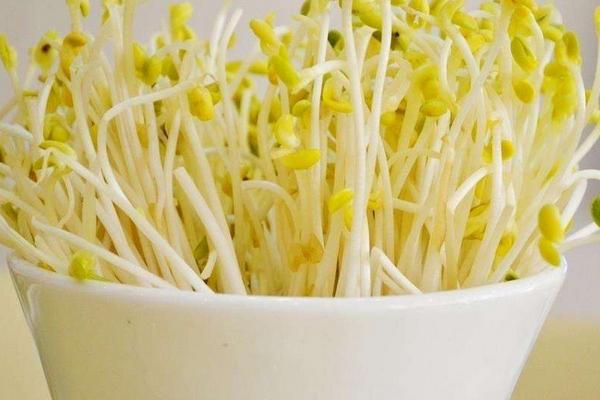 黃豆芽生產技術 冬天怎么發黃豆芽