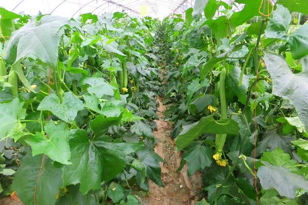 絲瓜種子市場(chǎng)價(jià)格多少錢(qián)一斤