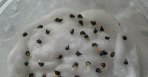 絲瓜種子市場(chǎng)價(jià)格多少錢(qián)一斤