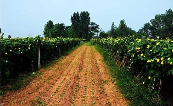 絲瓜種子市場(chǎng)價(jià)格多少錢(qián)一斤