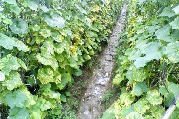 絲瓜霜霉病的防治方法