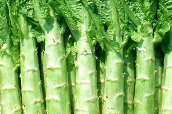 萵筍熱量有多少