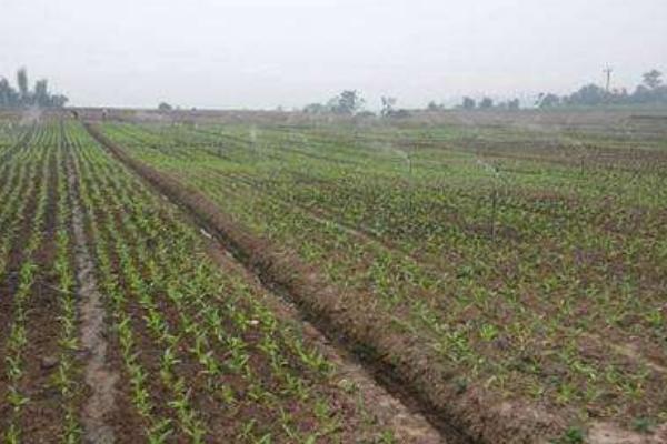 萵筍科學種植技術