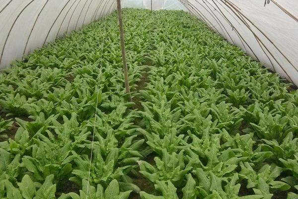 萵筍科學種植技術