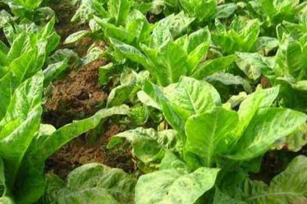 萵筍科學種植技術