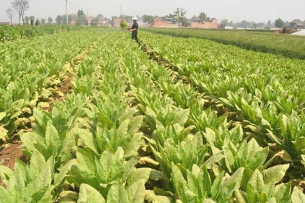 萵筍科學種植技術