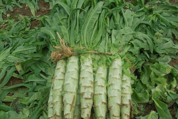 萵筍什么時候上市