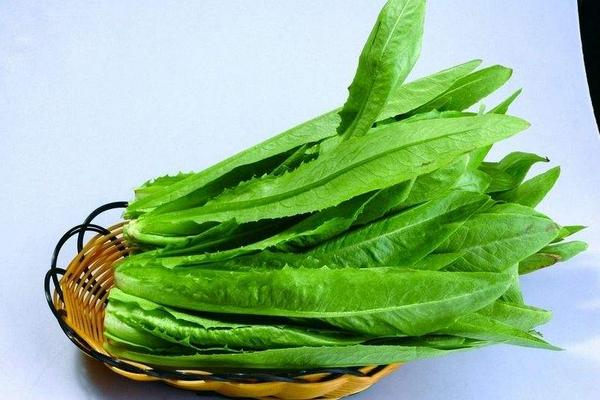 油麥菜和萵筍的區(qū)別是什么