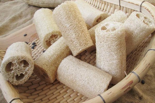 絲瓜絡(luò)治痛風(fēng)嗎