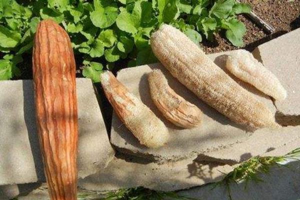 絲瓜瓤的功效與作用及禁忌