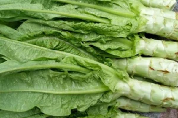 如何挑選萵筍 萵筍選購技巧