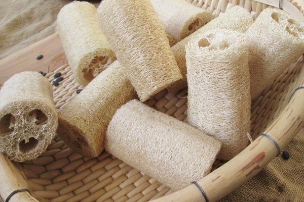 絲瓜絡(luò)的功效與作用及禁忌