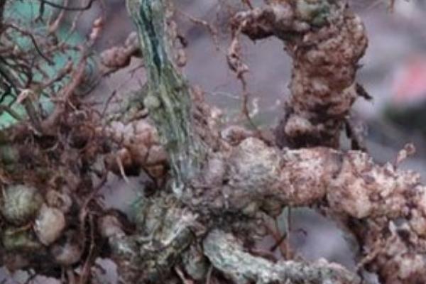 絲瓜根熬水喝有什么作用