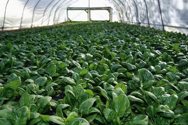 菠菜圖片大全 菠菜簡介