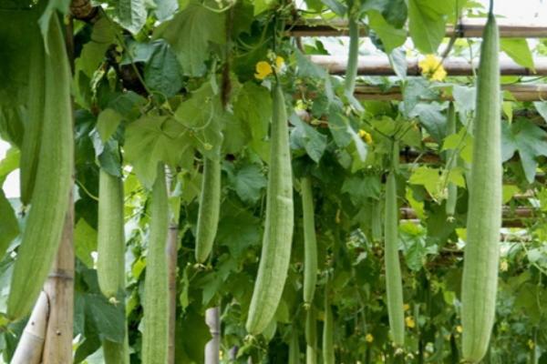 絲瓜什么時(shí)候播種 絲瓜什么季節(jié)成熟