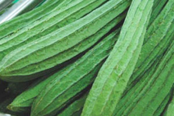 長(zhǎng)絲瓜和短絲瓜區(qū)別是什么