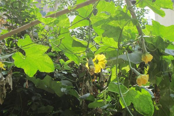 絲瓜滕的功效與作用及禁忌