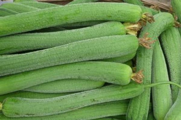 絲瓜怎么挑選  絲瓜怎么保存