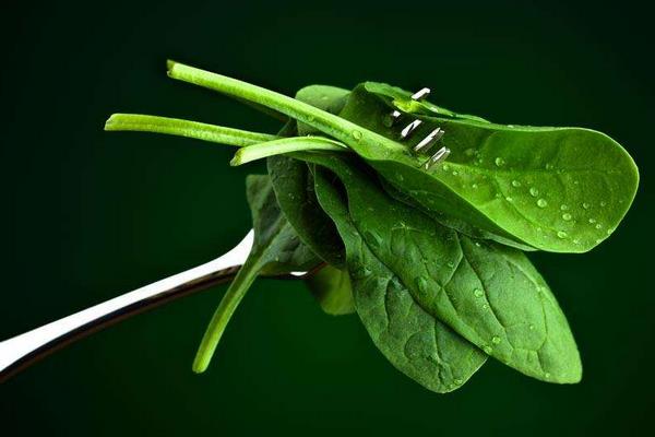 菠菜功效與作用及禁忌 菠菜營養價值