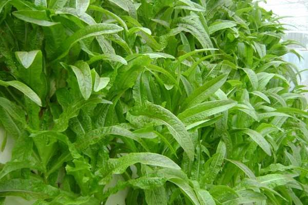 萵筍黑斑病的防治方法