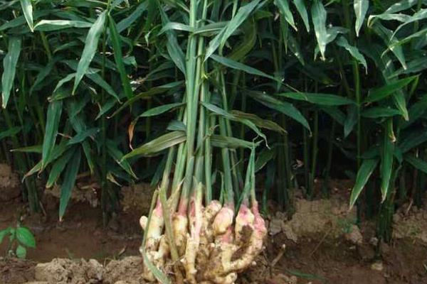 生姜畝產產量 生姜畝產利潤有多少