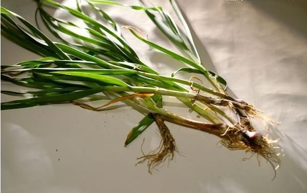 蒜苗功效與作用及禁忌 蒜苗營養價值