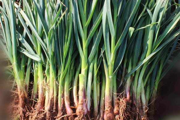 蒜苗功效與作用及禁忌 蒜苗營養價值