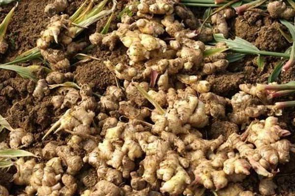 生姜什么時候種 生姜成熟的季節