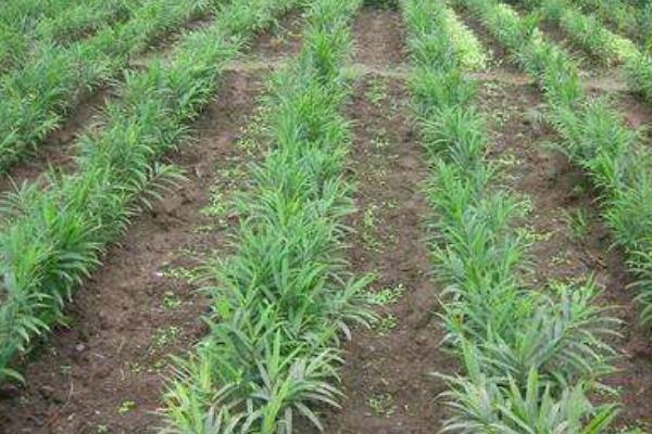 種生姜的方法 生姜科學種植技術