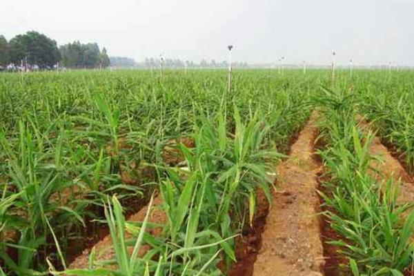 種生姜的方法 生姜科學種植技術