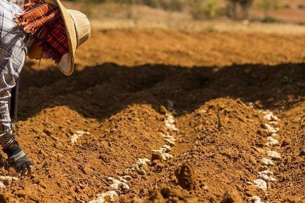 種生姜的方法 生姜科學種植技術
