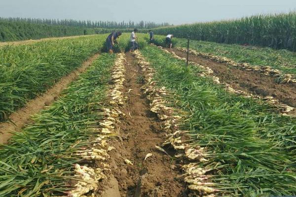種生姜的方法 生姜科學種植技術