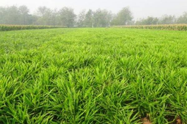 種生姜的方法 生姜科學種植技術