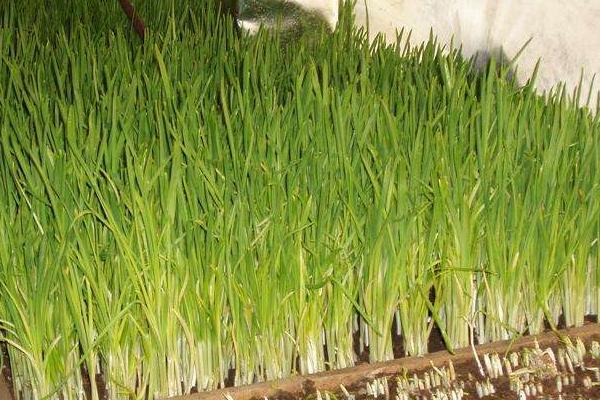 蒜苗什么時候種 蒜苗是什么季節(jié)的蔬菜