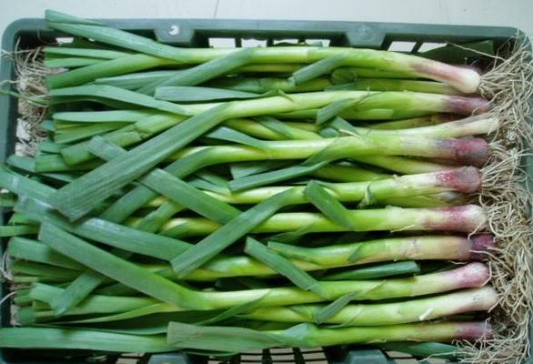 蒜苗什么時候種 蒜苗是什么季節(jié)的蔬菜