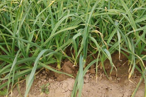 蒜苗什么時候種 蒜苗是什么季節(jié)的蔬菜