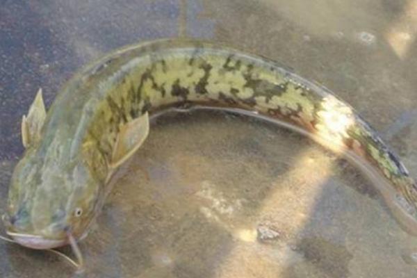 鯰魚怎么養 鯰魚科學養殖方法