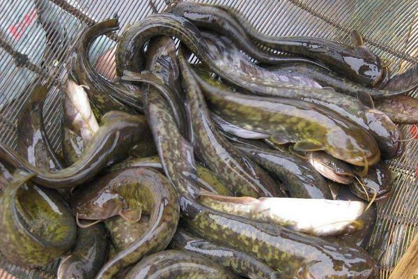 鯰魚怎么養(yǎng) 鯰魚科學(xué)養(yǎng)殖方法